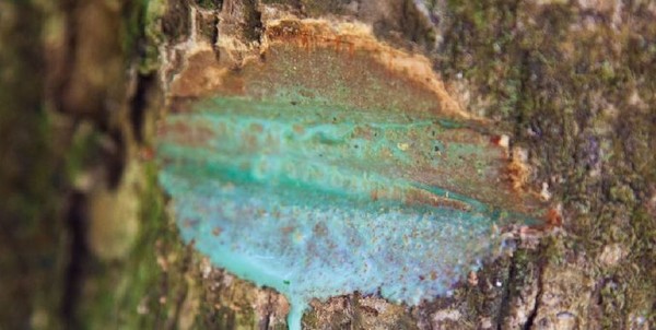 Pycnandra acuminata, l'arbre qui « saigne » du métal ...
