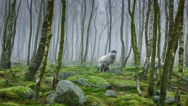 Mouton dans le parc national de Peak District ...