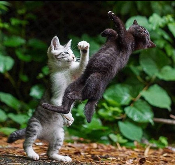 Chats alors    ...   c'est un beau combat de boxe !
