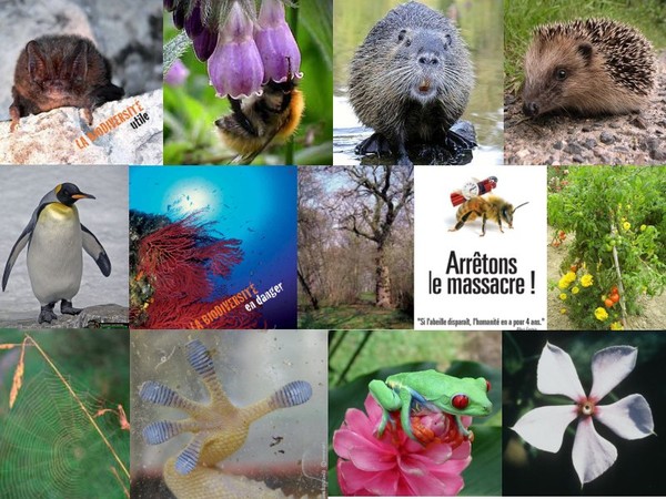 Journée de la terre ... Biodiversité en danger !