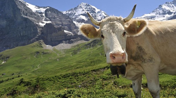 Suisse : des vaches devront se passer de cloches !