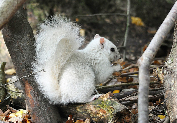 Rarissime  :   L' Ecureuil blanc !