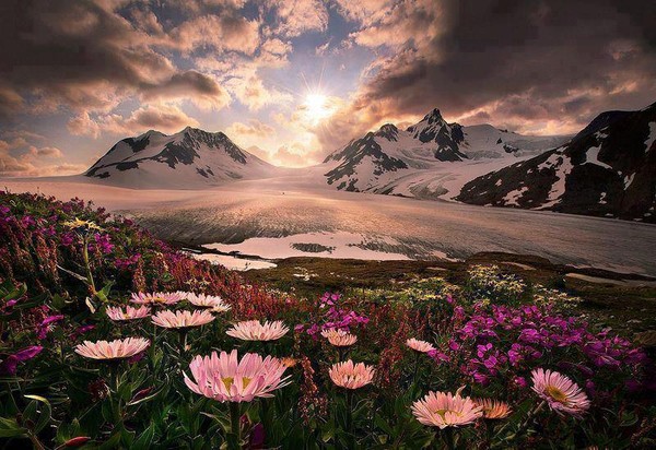 Lever de soleil  ... sur les fleurs sauvages de l'Alaska ! 