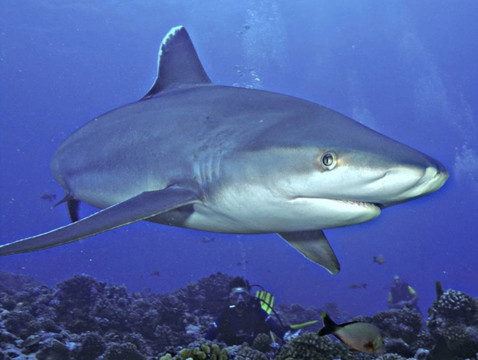 Le rôle des requins  ...  dans l' écosystème !