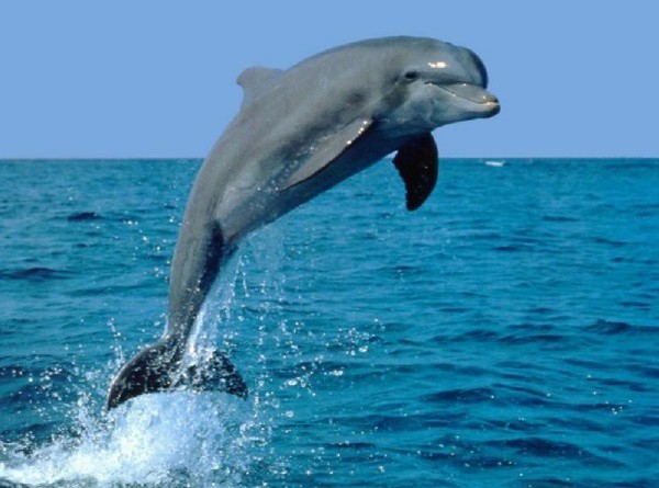 Les dauphins sauvages s'appellent  ...  par leur nom  !