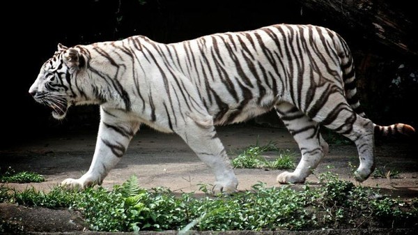Les malheurs du tigre blanc    ...