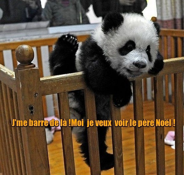 Eux aussi attendent noël    ...    les  Pandas !