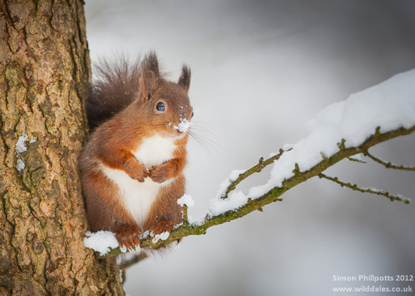 La faune en hiver   ...   quelques belles images !