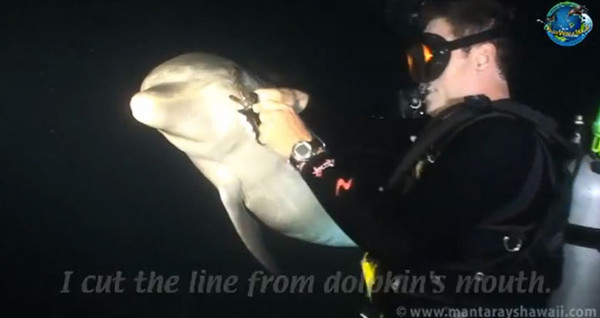 Un dauphin demande de l'aide   ...  à des plongeurs !