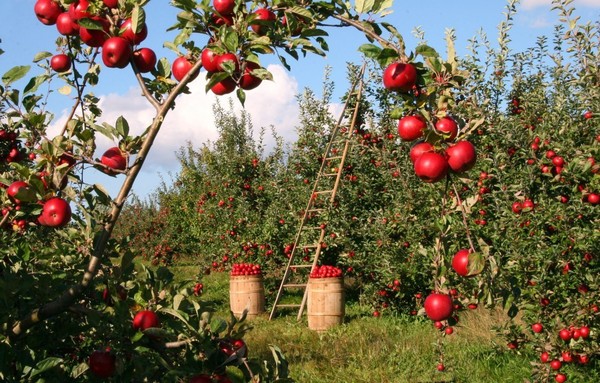 L'Automne   ...   c'est aussi la cueillette des pommes !