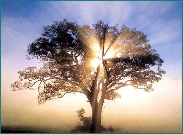 Astrologie Celte   ...  De quel arbre "soleil" êtes-vous ?!!