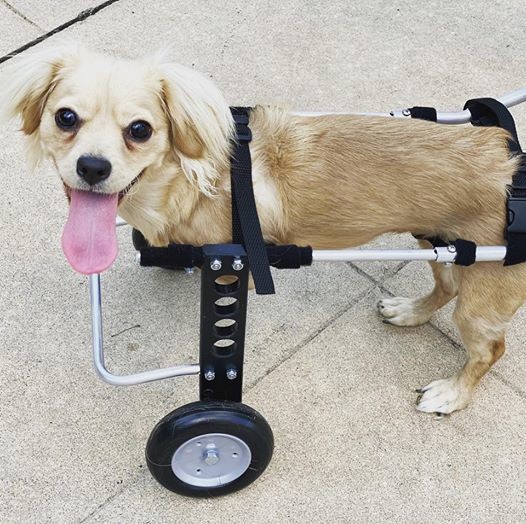 Il fabrique un fauteuil en Lego pour chien handicapé !