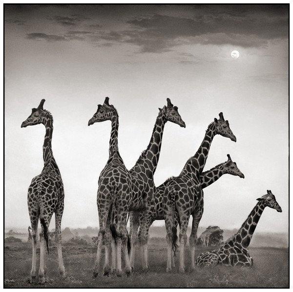 Animaux d' Afrique par Nick Brandt ... les girafes !