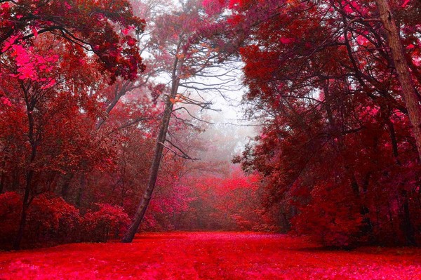 L’image du jour   ...    La forêt rouge  !