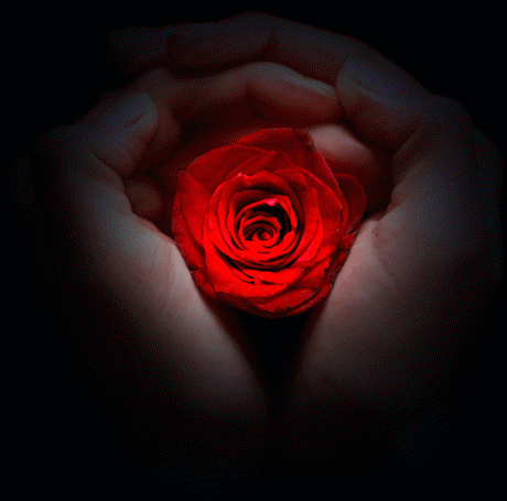 Cette rose pour toi qui passes sur mon blog ...