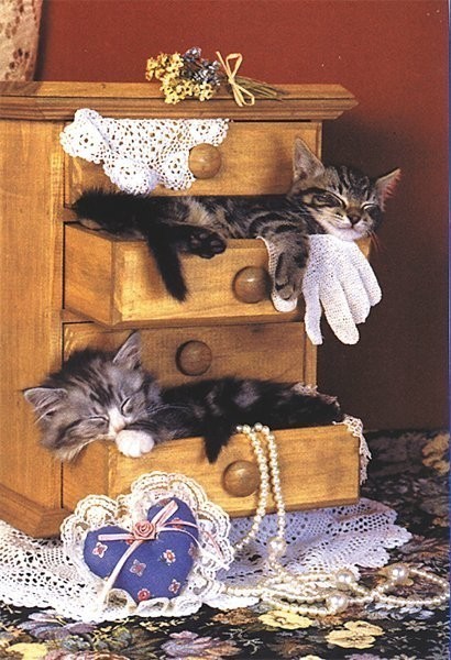 Adorables chatons    ...   prenez si vous aimez !