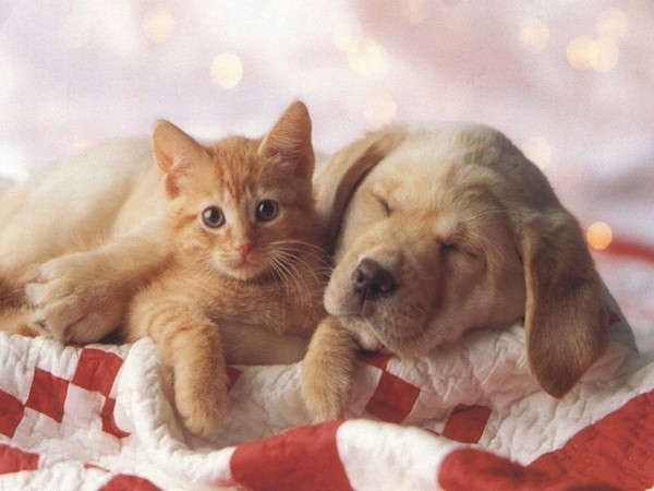 Tendresse animale ... comme chiens et chats !