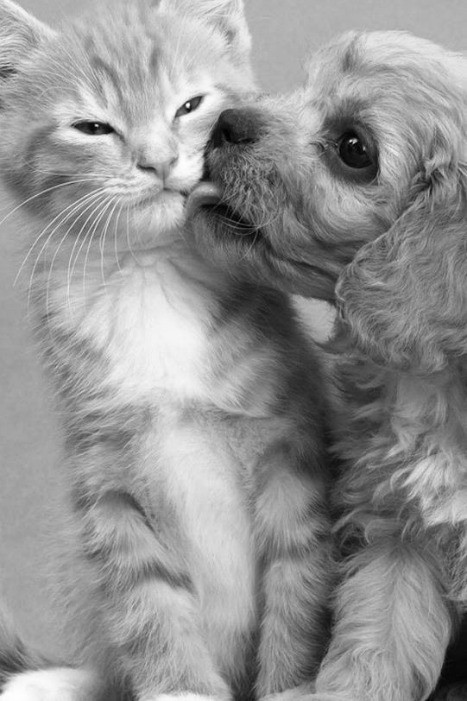 Tendresse animale    ...  