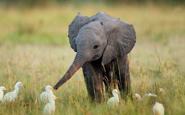 Tendresse animale   ...   