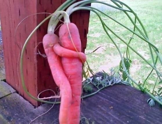 Juste pour le FUN   ...   Un amour de carottes ! 