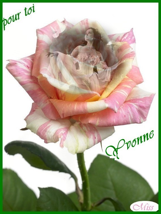 la rose de l' Amitié, chez ma Miss Préférée ...  