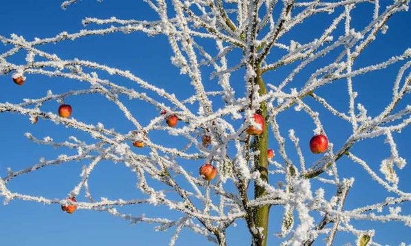 Un pommier sous la neige ...