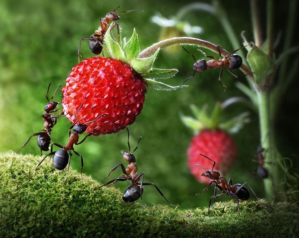 Les fourmis  ...  par le photographe russe Andrey Pavlov !