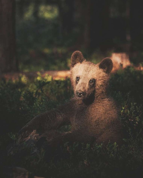 Photographies animalières de Konsta Punkka ....