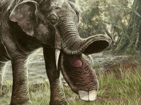 Eléphant préhistorique   ...  le platybelodon !