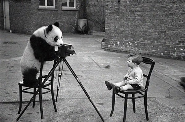 Un panda photographie un petit garçon  ...