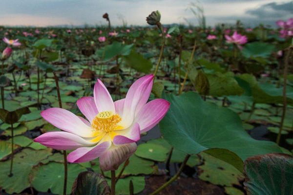 Thaïlande : des lotus sacrés ont fleuri dans un parc !