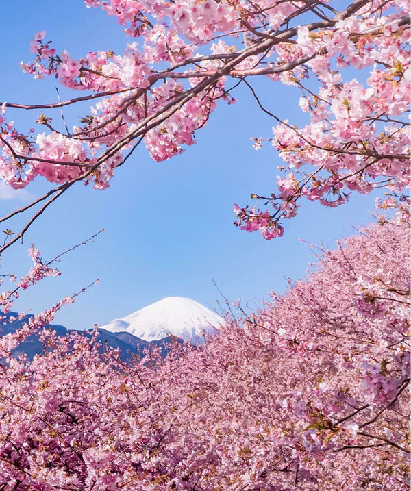 Japon :  Les cerisiers sont déjà en fleurs  !