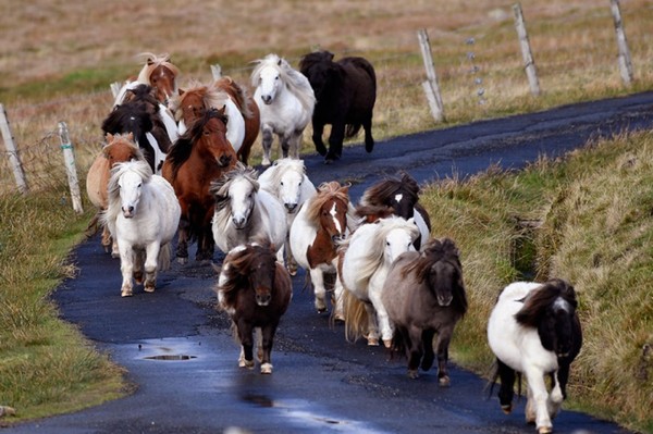 Ecosse : les poneys plus nombreux que les humains !