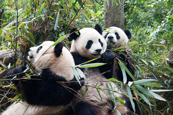 Irrésistibles pandas géants du japon   ...
