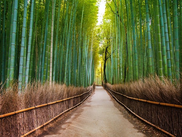 La forêt de Bambou d’Arashiyama au Japon  ...