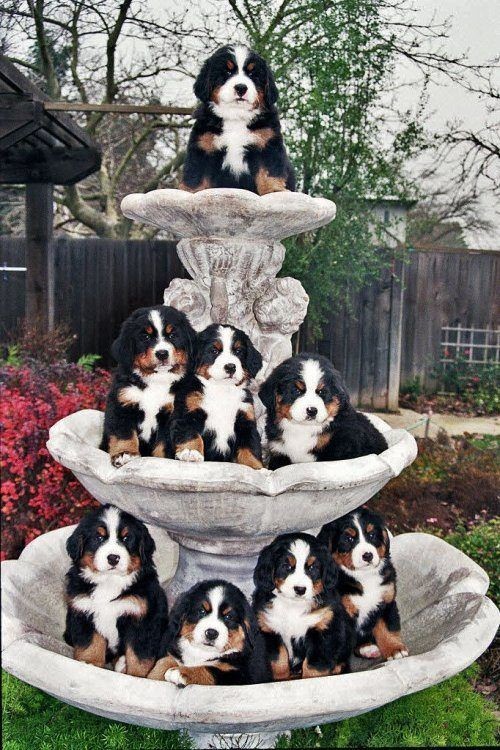 Une fontaine     ...       qui a du "chien" !