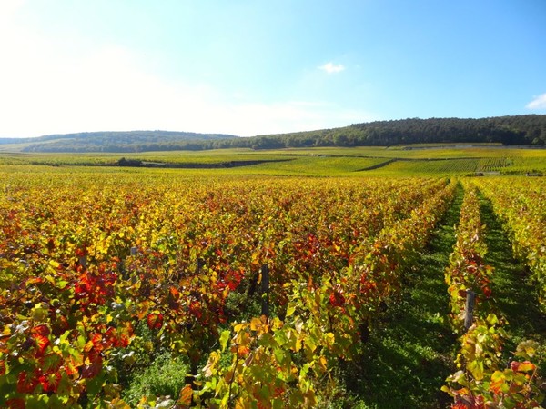 Vignoble de la Côte d’Or  ...  photo Aurélie Borel !