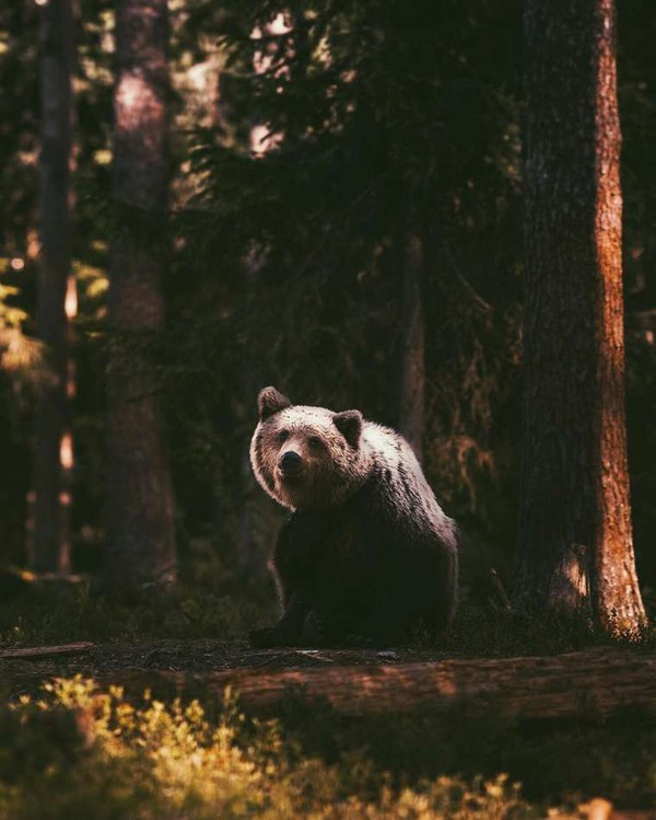 Photographies animalières de Konsta Punkka  ....