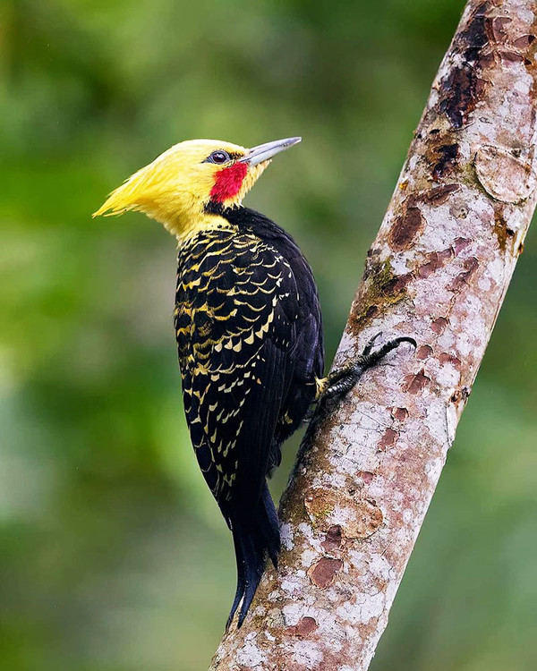 Fascinants Oiseaux de la Forêt Atlantique au Brésil  ...