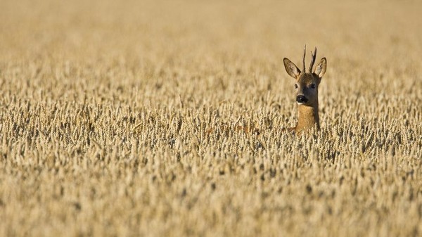 Chevreuil mâle dans un champ de blé (Hte-Normandie) ...