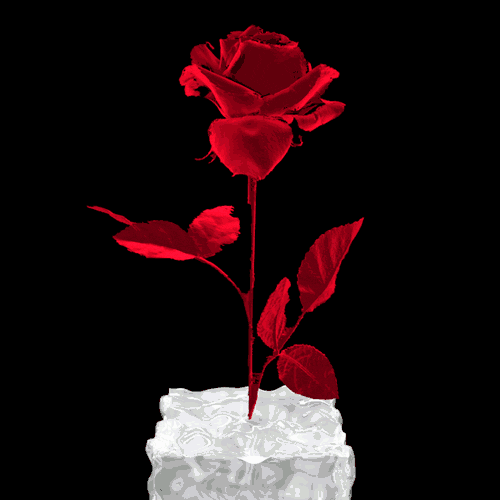 Ces roses sont pour toi ... toi aussi bien sûr !