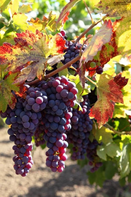 L'automne    ...    c'est aussi le temps des vendanges ! 