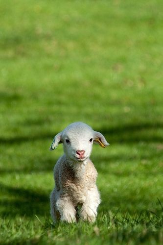 Si mignons que j'ai envie de partager avec vous  !