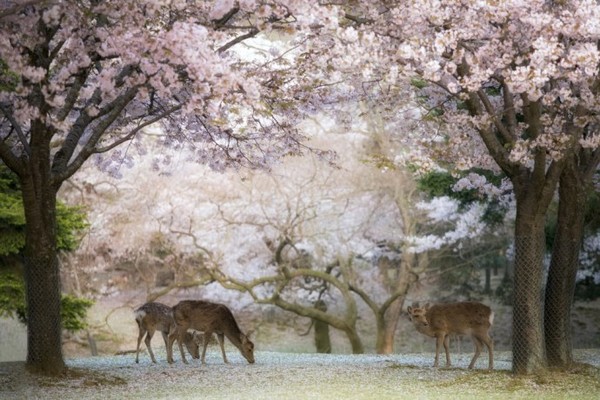 Toute la beauté des fleurs de cerisiers japonais   !