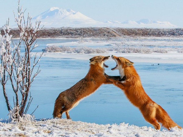 Deux renards jouent dans la steppe   ...