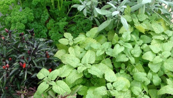 Lutter contre le cancer avec : épices et fines herbes !