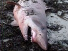 Un requin féroce  ...  échoué sur une plage du Morbihan !
