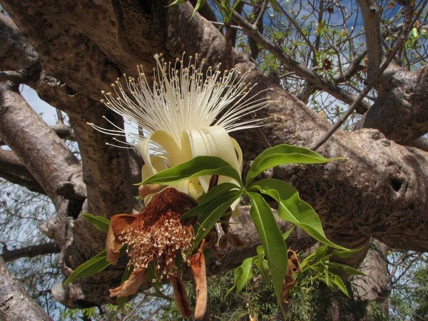 Baobab australien, région de Kimberley  ...