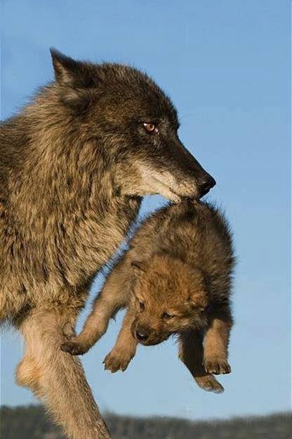 Tendresse animale ... les loups !