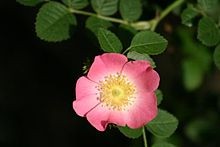 La Fête du travail ... de l'Eglantine au Muguet !